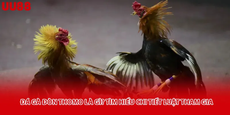 Đá Gà Đòn Thomo Là Gì? Tìm Hiểu Chi Tiết Luật Tham Gia