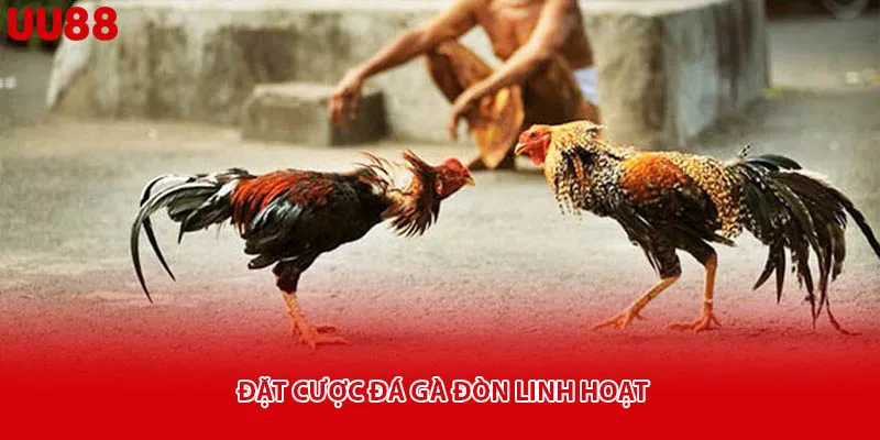 Đặt cược đá gà đòn linh hoạt