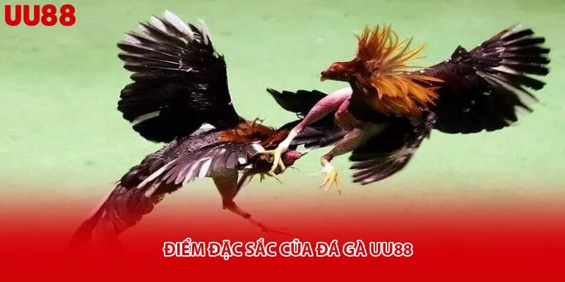 Điểm đặc sắc của đá gà uu88