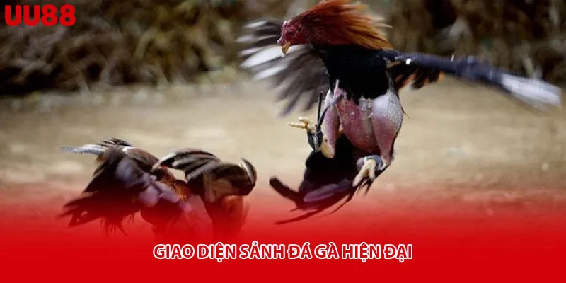 Giao diện sảnh đá gà hiện đại
