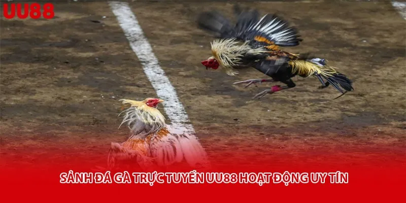 Sảnh đá gà trực tuyến uu88 hoạt động uy tín